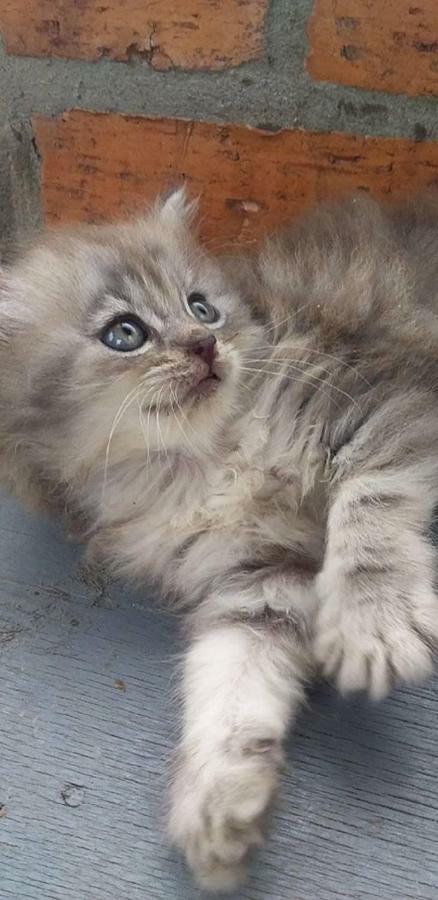 Seri Kenangan Kota Samarahan Buitenkant foto